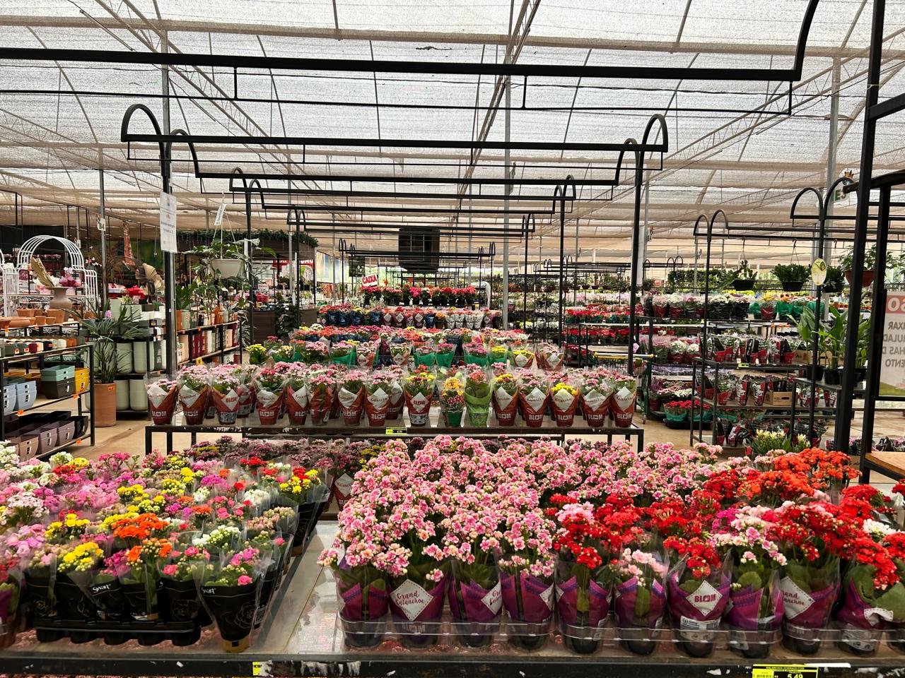 flores